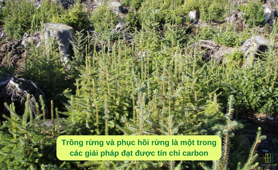 Các dự án bảo tồn, gia tăng diện tích cây xanh được áp dụng phổ biến để được cấp chứng chỉ cacbon