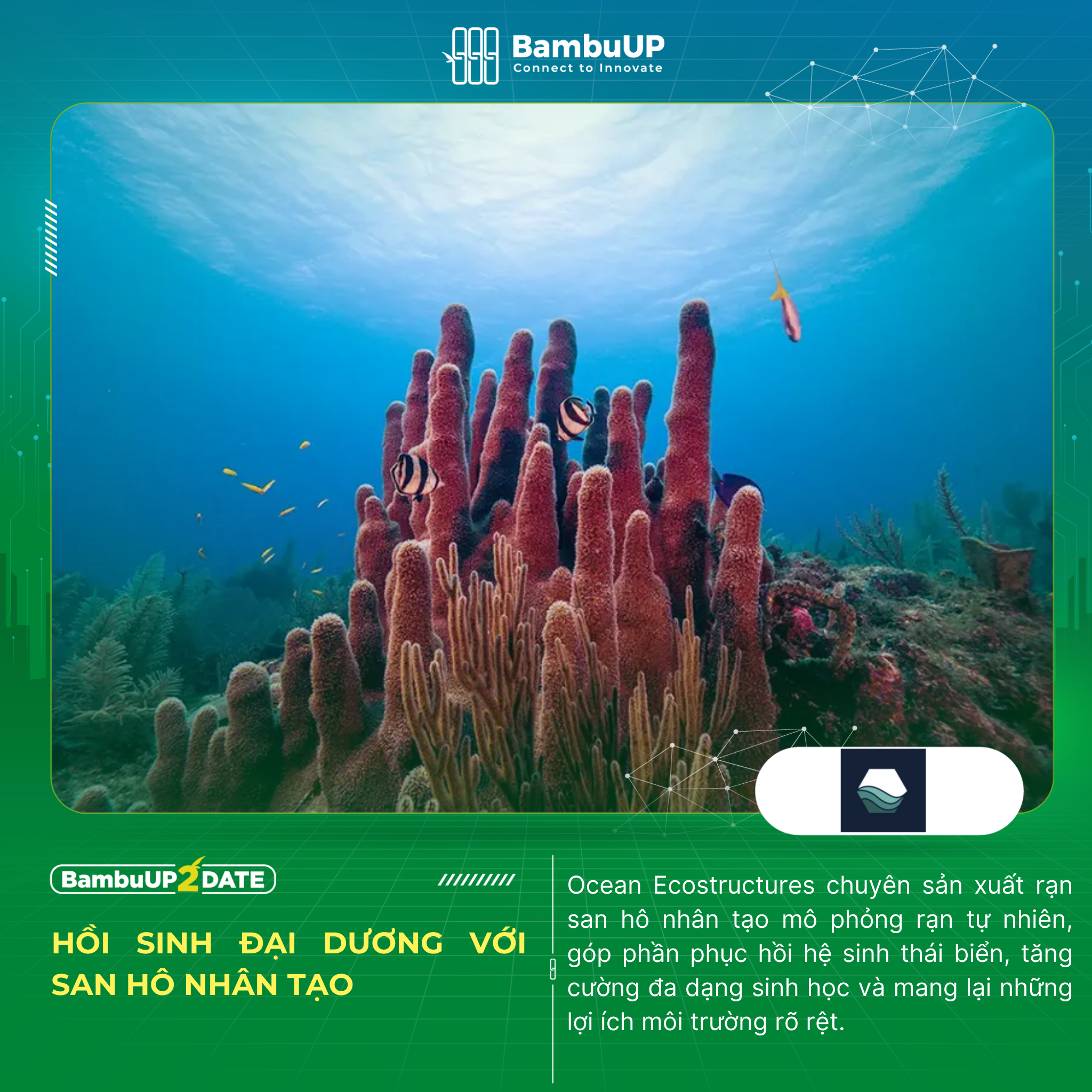 Ocean Ecostructures - San hô nhân tạo, hy vọng mới cho đại dương xanh