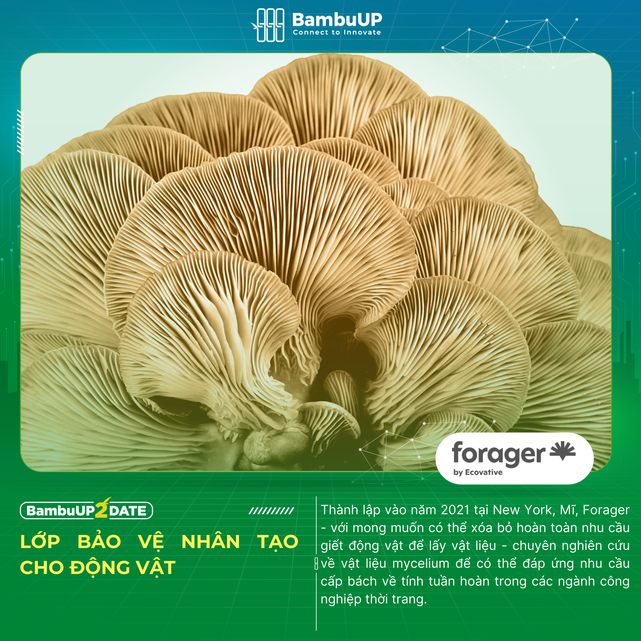  Forager - Bảo vệ động vật Với Da Mycelium Trong Ngành Thời Trang