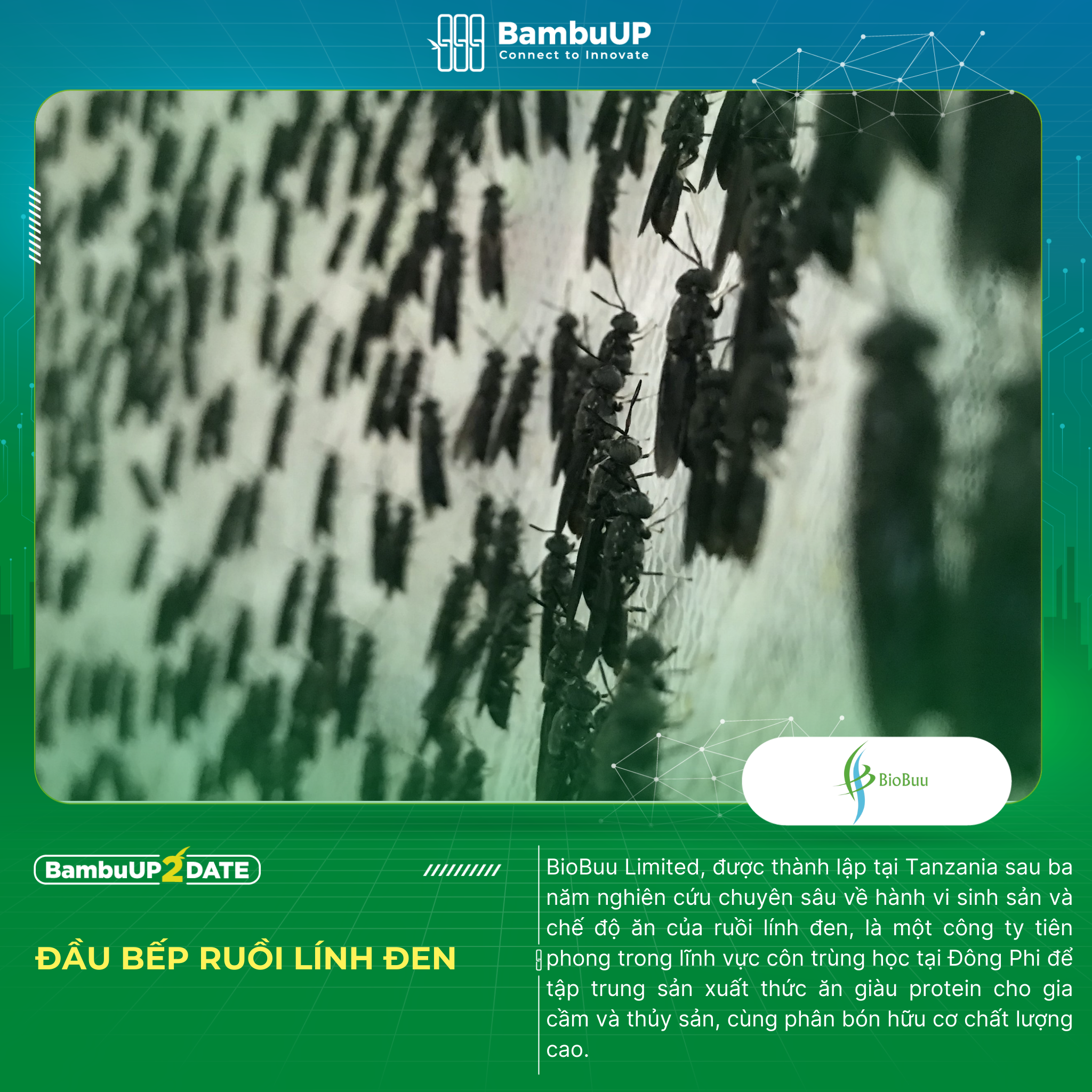 BioBuu - Sử Dụng Ruồi Lính Đen Để Sản Xuất Thức Ăn Và Phân Bón